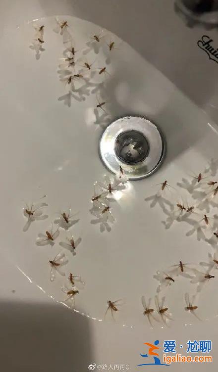 一直從天上掉下來(lái)白蟻的翅膀？