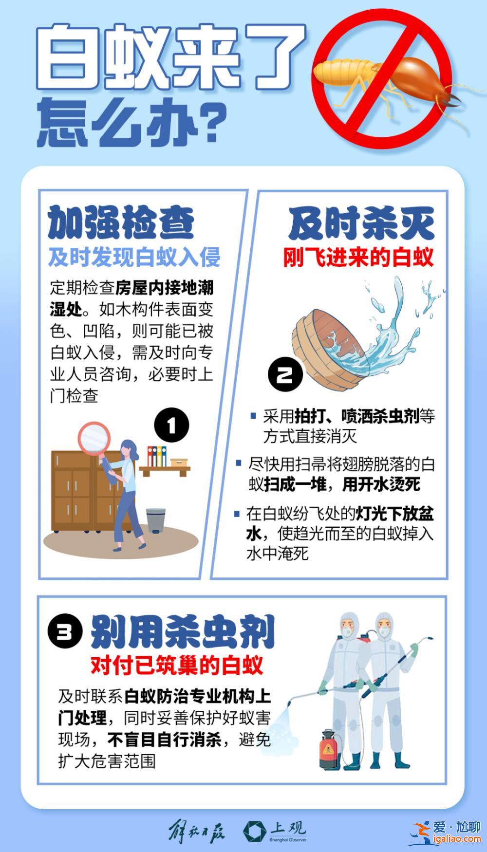 一直從天上掉下來(lái)白蟻的翅膀？