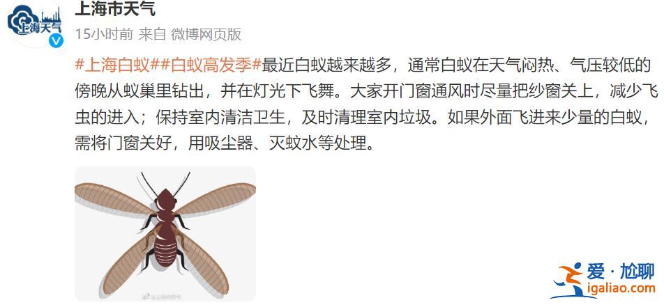 一直從天上掉下來(lái)白蟻的翅膀？