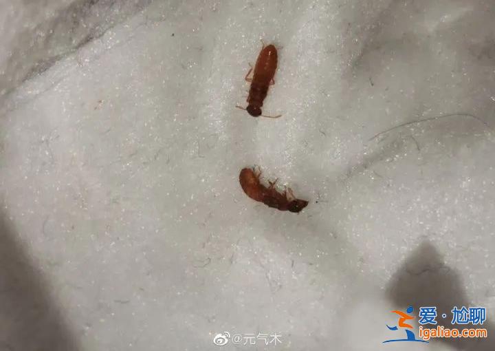 一直從天上掉下來(lái)白蟻的翅膀？