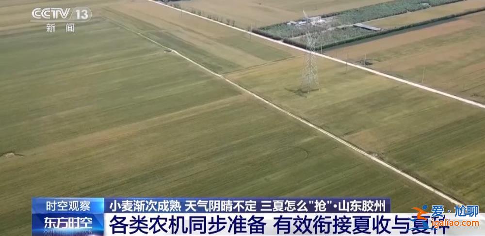 小麥漸熟 “爛場雨”下的三夏怎么“搶”？？