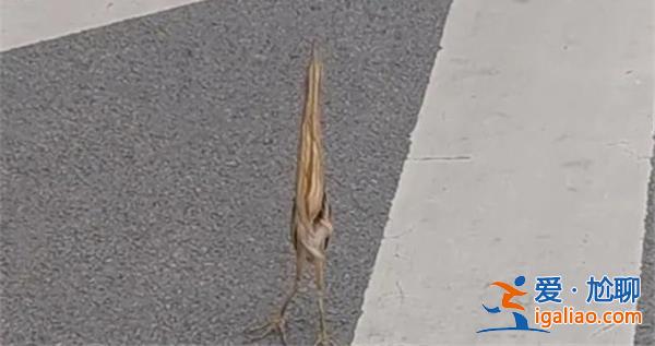 男子路遇“怪鳥”薄如紙片，居然是國家二級保護動物[紙片]？