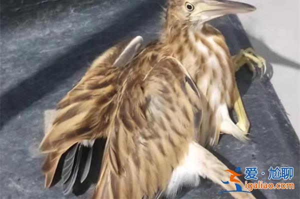 男子路遇紙片鳥一查竟是國保動物隨后報警[國保動物]？
