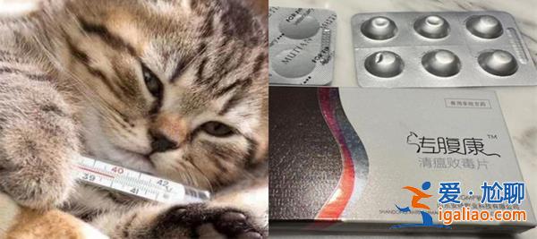 女高材生制售救貓藥獲刑15年，現(xiàn)實(shí)版我不是藥神[制售救貓藥]？