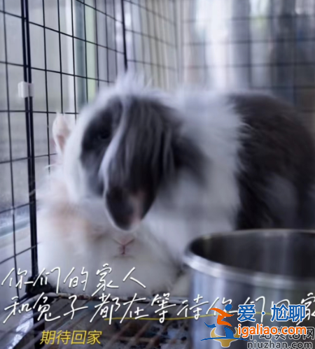 汪小菲接孩子回京受阻!張?zhí)m曝大S要6000萬保證金,孩子成人質(zhì)? 汪小菲接孩子回京受阻!張?zhí)m曝大S要6000萬保證金,孩子成人質(zhì)?