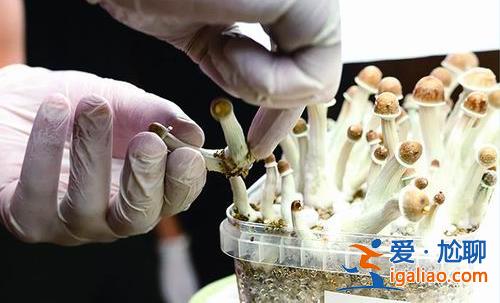 搖頭丸首度成為處方藥? 搖頭丸首度成為處方藥?