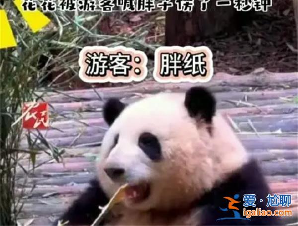 花花被游客喊胖子愣了1秒鐘 花花是不是知道自己是胖子？