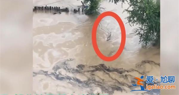哈爾濱暴雨淹沒房子，豬游泳自救[豬游泳自救]？