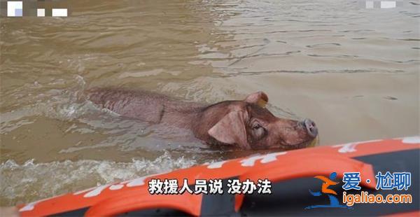 哈爾濱部分地區被淹，豬游泳自救，真的游泳自救了嗎[豬游泳自救]？