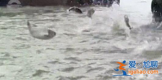 滇池大量白鰱魚跳出水面 云南省地震局回應(yīng)？
