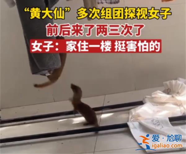 黃鼠狼多次闖入女子家中，黃鼠狼為何進入女子家中[女子家中]？