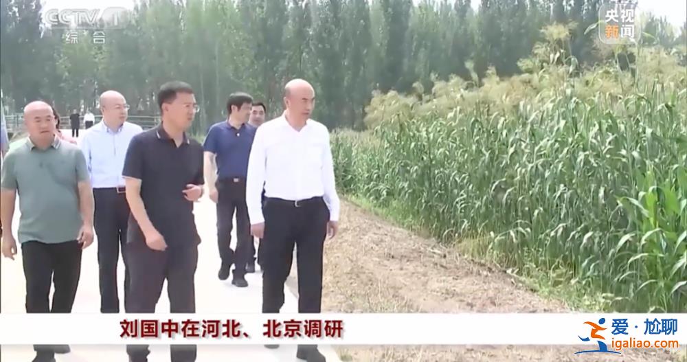 “十分重要和緊迫”！國務院副總理劉國中下地看玉米長勢？