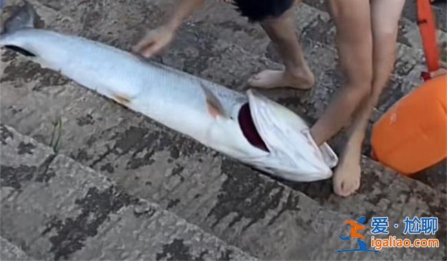 男子游泳時徒手抓到大魚[徒手抓]？