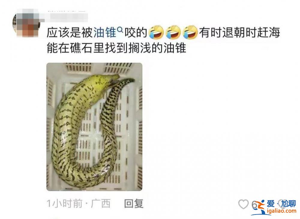 基本排除油錐、雪茄達摩鯊 海狼魚可能性較大？