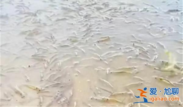 廣東海灘涌現大量海蝦是謠言[海蝦]？