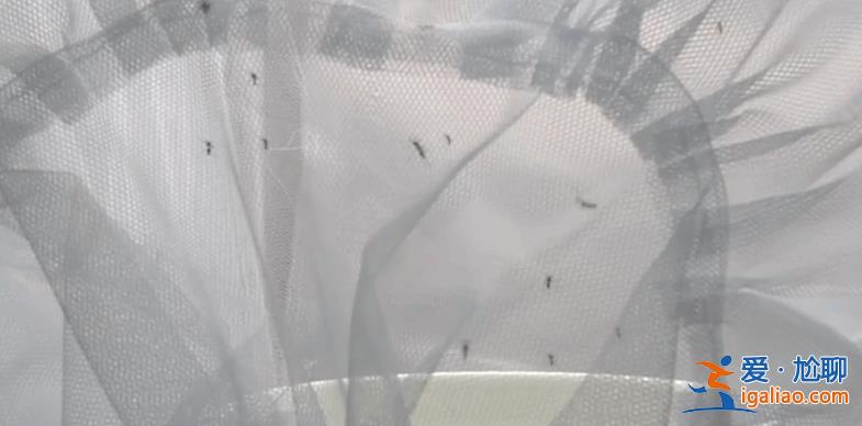 廣東茂名出現2例輸入性登革熱病例？