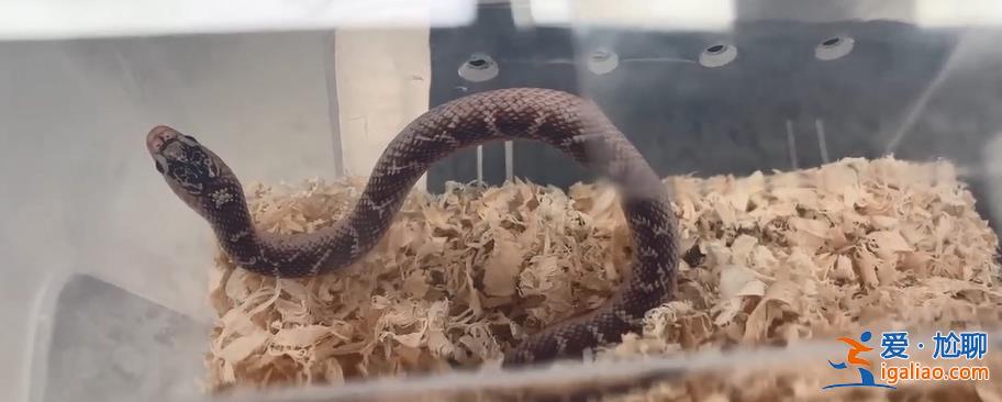 移動動物園？女子胸前腰部綁藏15條活體蛇入境 因行走姿勢怪異被發現？