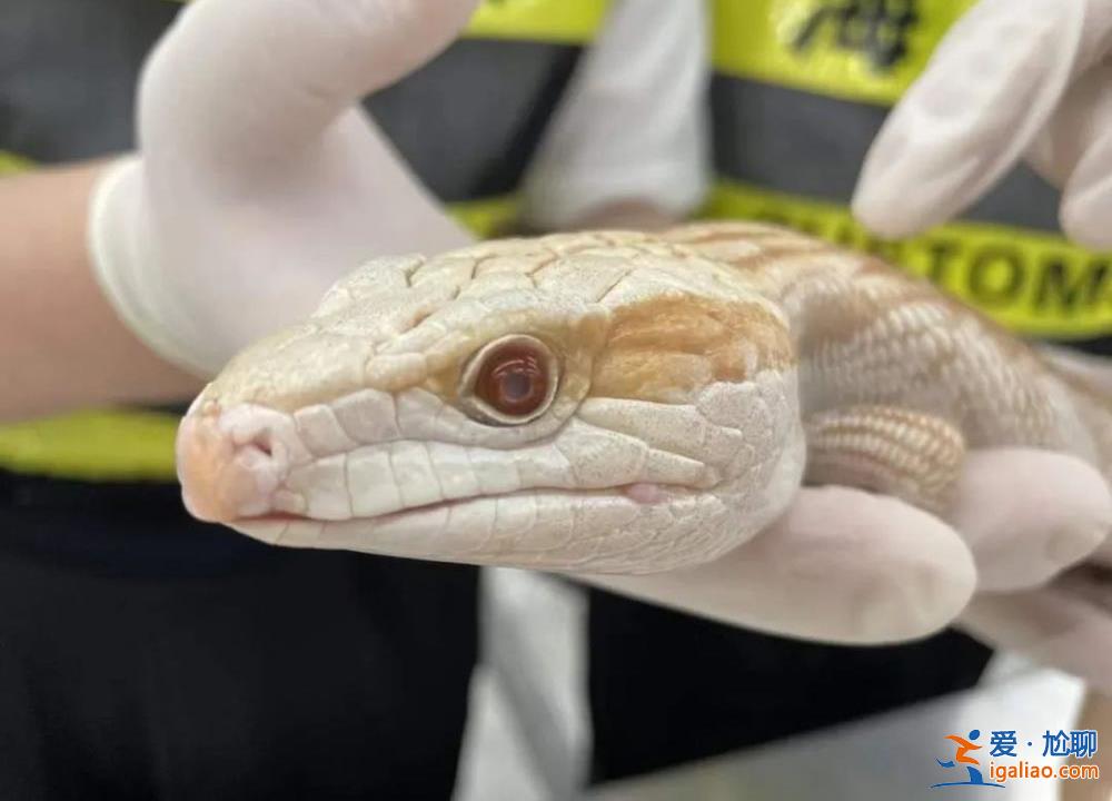 移動動物園？女子胸前腰部綁藏15條活體蛇入境 因行走姿勢怪異被發現？