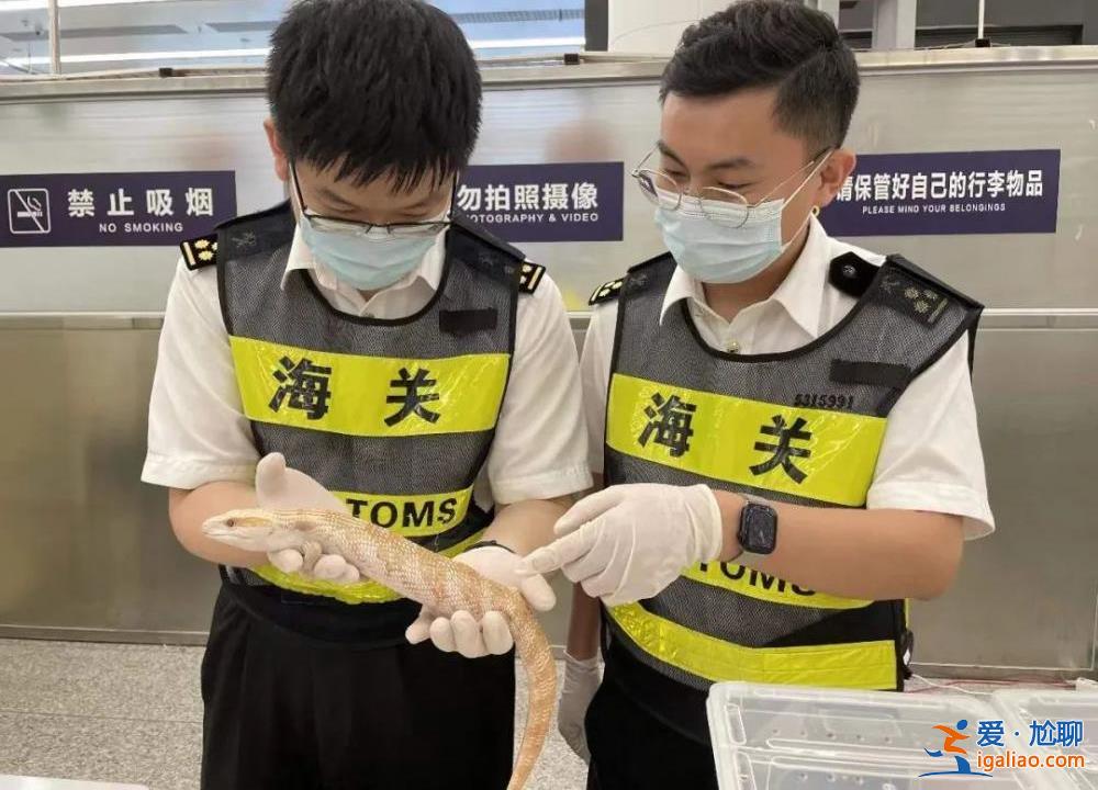 移動動物園？女子胸前腰部綁藏15條活體蛇入境 因行走姿勢怪異被發現？