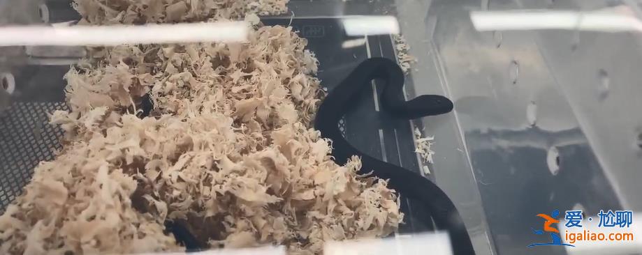 移動動物園？女子胸前腰部綁藏15條活體蛇入境 因行走姿勢怪異被發現？