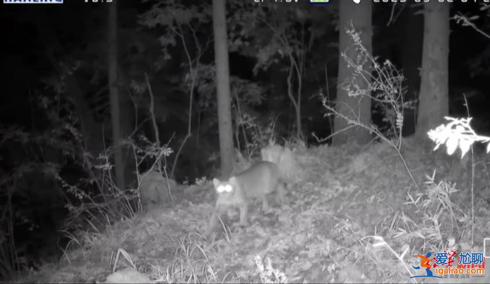 性情兇猛行蹤詭秘 系國家一級重點保護野生動物？