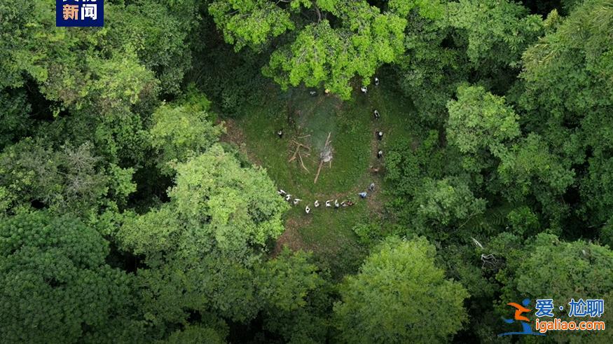 歷經13年申遺 云南“普洱景邁山古茶林”列入世界遺產? 歷經13年申遺 云南“普洱景邁山古茶林”列入世界遺產?