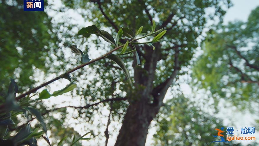 歷經13年申遺 云南“普洱景邁山古茶林”列入世界遺產? 歷經13年申遺 云南“普洱景邁山古茶林”列入世界遺產?