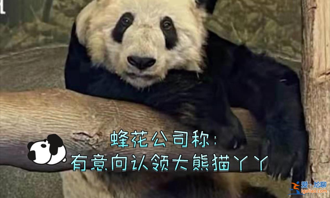 蜂花終身認養一只大熊貓，終身認養原因看這一條[一只大熊貓]？