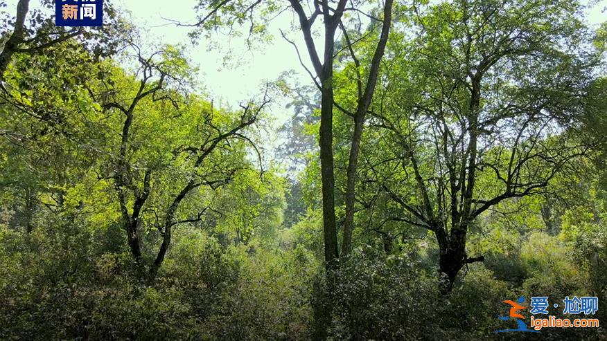 歷經13年申遺 云南“普洱景邁山古茶林”列入世界遺產? 歷經13年申遺 云南“普洱景邁山古茶林”列入世界遺產?