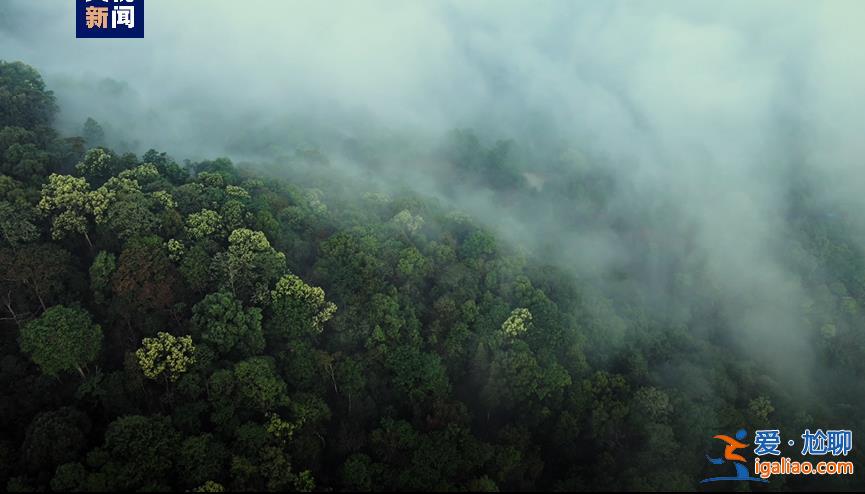 歷經13年申遺 云南“普洱景邁山古茶林”列入世界遺產? 歷經13年申遺 云南“普洱景邁山古茶林”列入世界遺產?