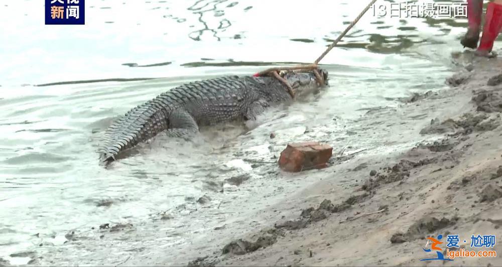 廣東茂名最后“出逃”兩條鱷魚去哪了?官方回應來了!? 廣東茂名最后“出逃”兩條鱷魚去哪了?官方回應來了!?