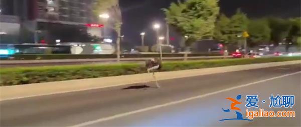 鄭州一鴕鳥街頭狂奔，交警追幾十公里，街頭狂奔的原因分析[鄭州]？