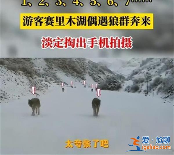 游客新疆偶遇狼群淡定拍照，行為有些危險[有些危險]？