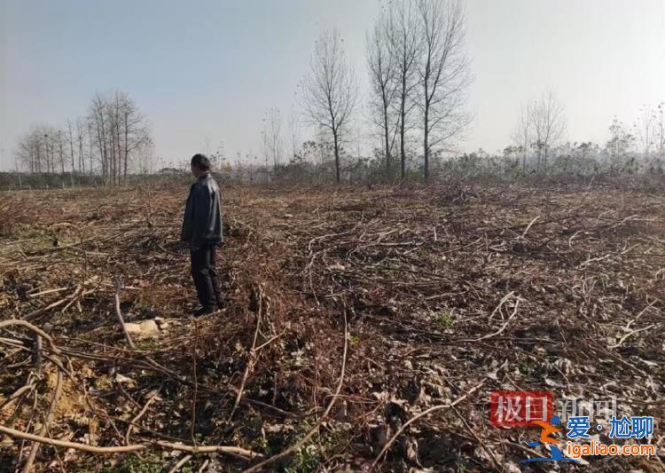 河南信陽一鄉(xiāng)政府邀請農(nóng)業(yè)公司建生態(tài)林 幾年后派人砍樹稱其違法占地？