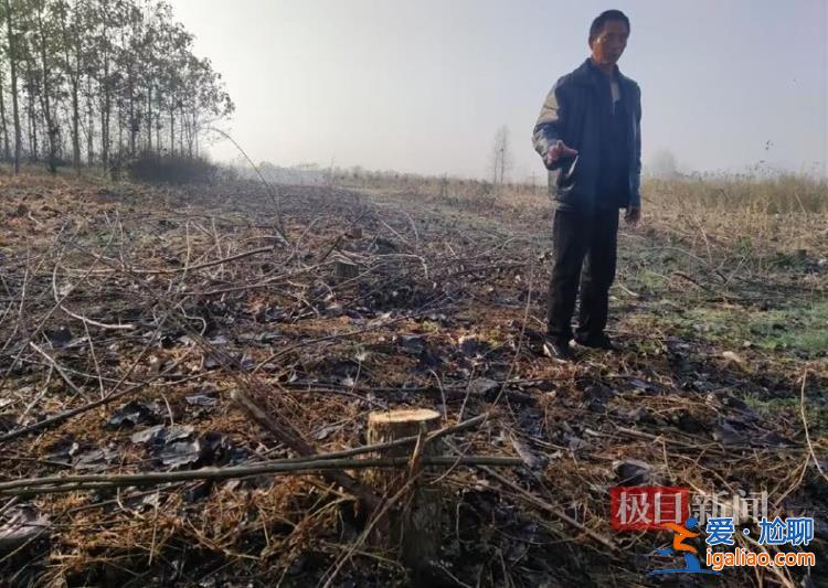 河南信陽一鄉(xiāng)政府邀請農(nóng)業(yè)公司建生態(tài)林 幾年后派人砍樹稱其違法占地？