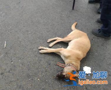 還在找狗主人？