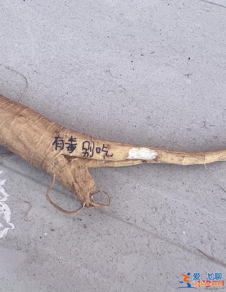 實際上是中毒反應? 實際上是中毒反應?