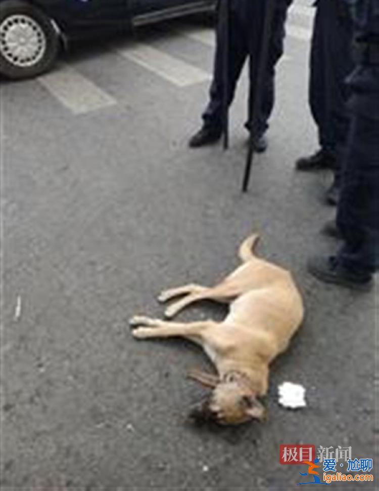 事發地為犬只限養區？