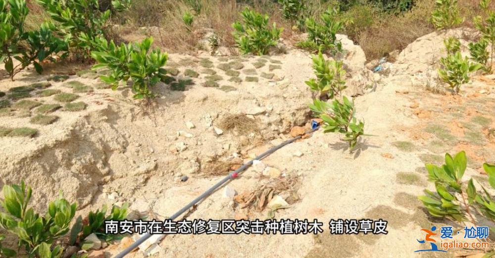 督察進駐前夕突擊種樹鋪草 部分已枯死？