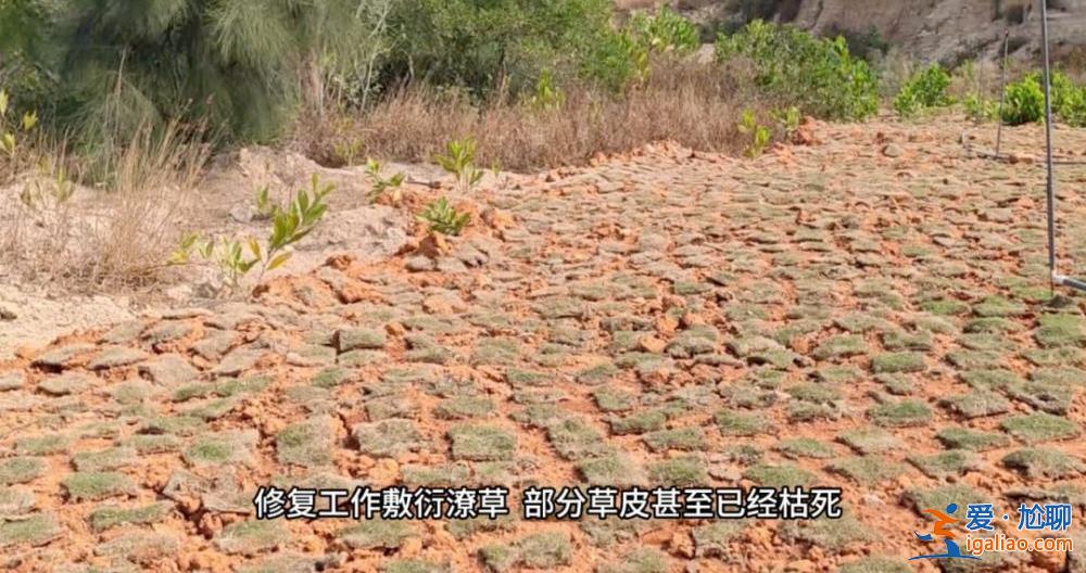 督察進駐前夕突擊種樹鋪草 部分已枯死？