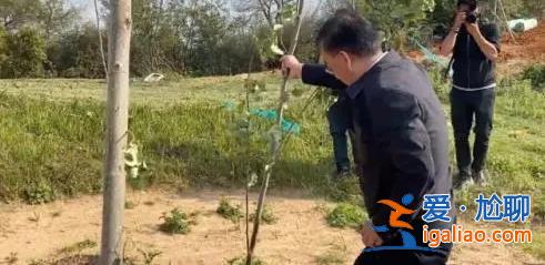 督察進駐前夕突擊種樹鋪草 部分已枯死？