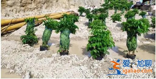 督察進駐前夕突擊種樹鋪草 部分已枯死？