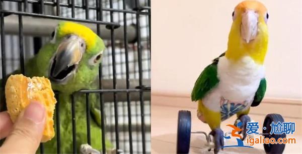 網(wǎng)友分享自家鸚鵡吃“斷頭飯”門突然落下? 網(wǎng)友分享自家鸚鵡吃“斷頭飯”門突然落下?