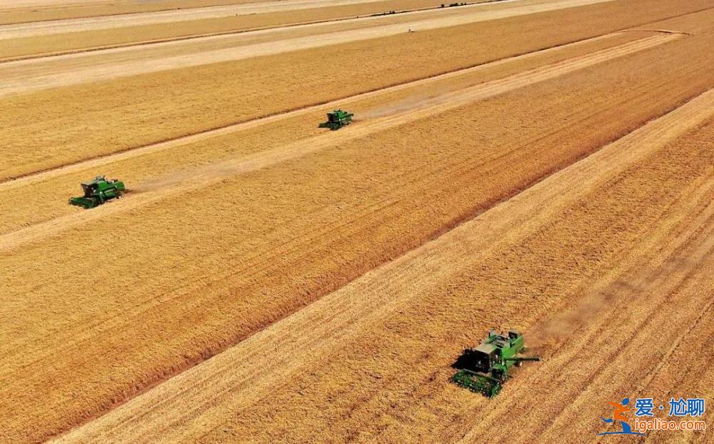 自然災害多發、耕地面積減少 為何還能實現糧食豐收？農民日報回應？