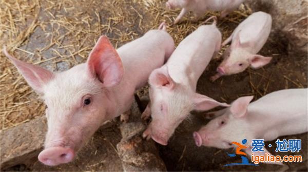 東方財富有何觀點豬價持續(xù)性低迷 明年下半年有望上升？