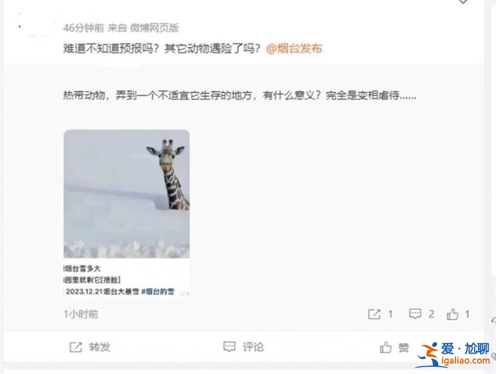山東積雪深74厘米 煙臺(tái)動(dòng)物園只剩長頸鹿露個(gè)頭？園方回應(yīng)？