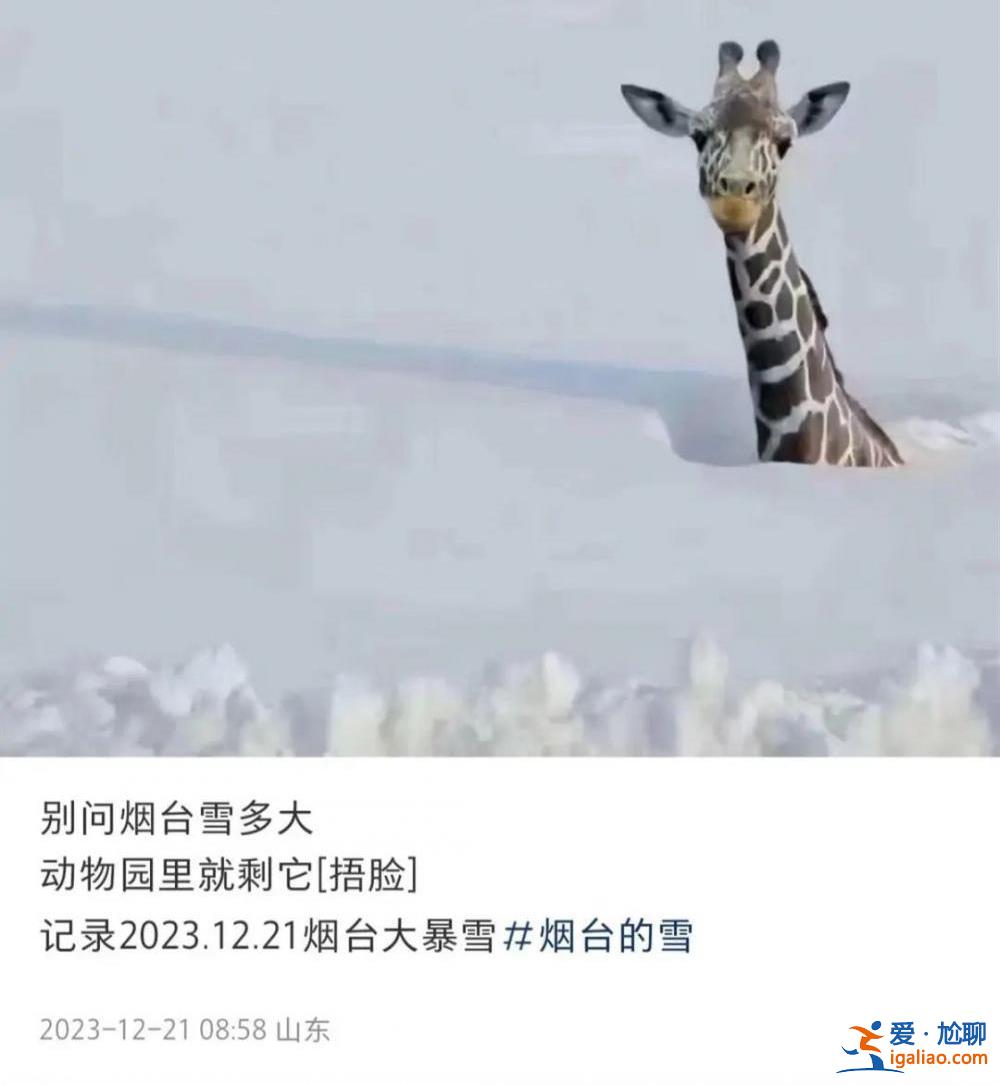 山東積雪深74厘米 煙臺(tái)動(dòng)物園只剩長頸鹿露個(gè)頭？園方回應(yīng)？