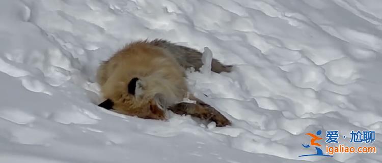 網傳新疆喀納斯網紅小狐貍死在雪地里 知情人稱因游客投喂 景區回應？