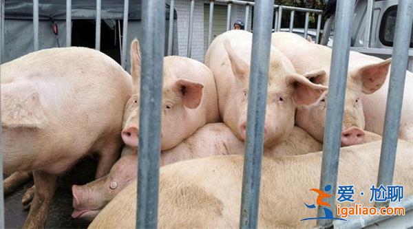 豬價起飛 1月17日行情4連漲咋回事是真的又缺豬了嗎？