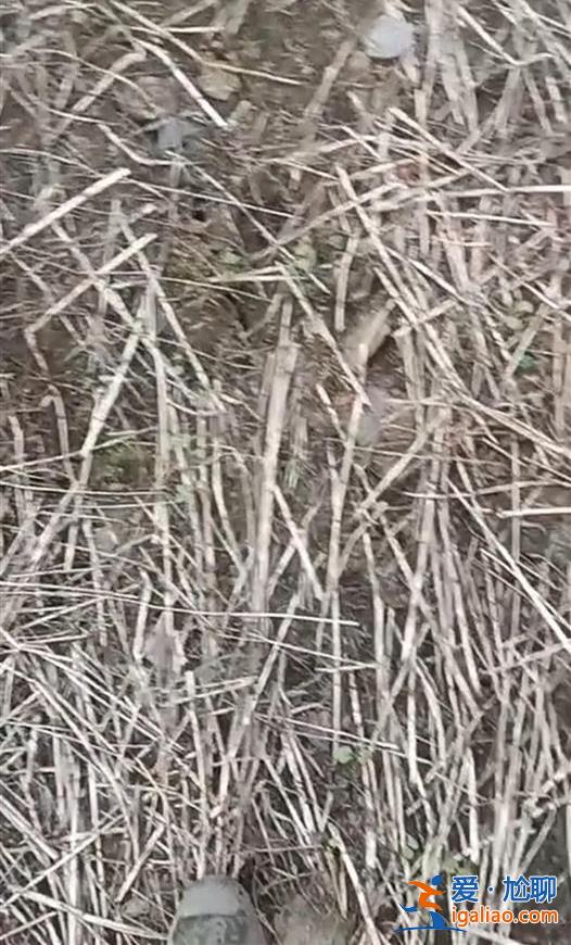 云南鎮(zhèn)雄山體滑坡致47人被埋 村民稱山體曾出現(xiàn)裂縫 “每天在地震”？